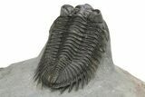 Very Nice Coltraneia Trilobite Fossil - Huge Faceted Eyes #273800-4